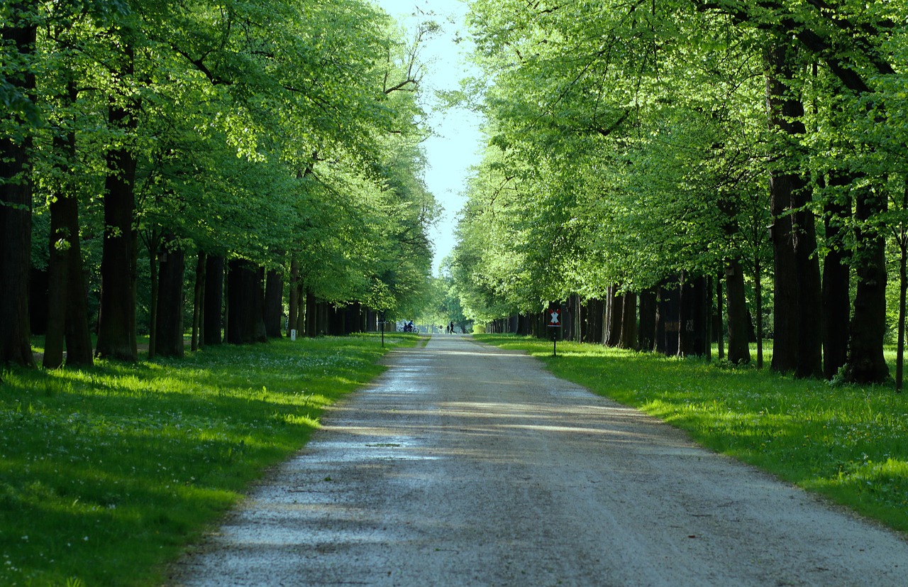 nature  tree  road free photo