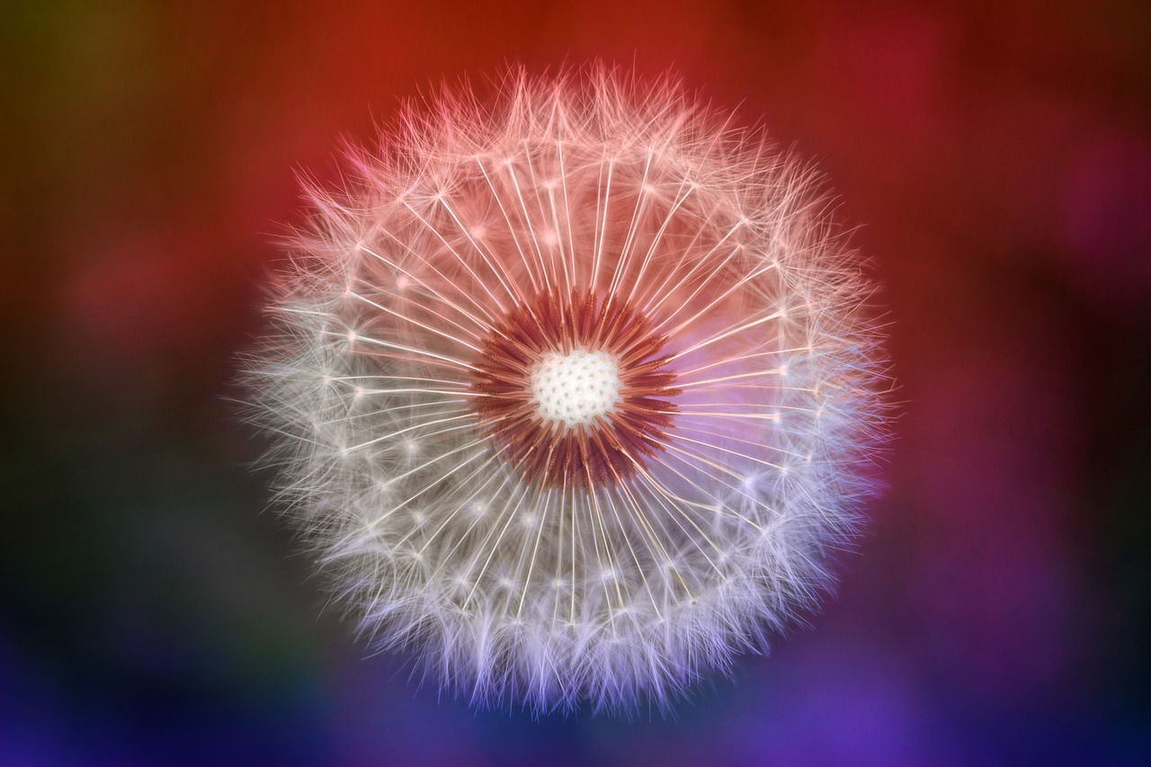 nature  dandelion  colorful free photo