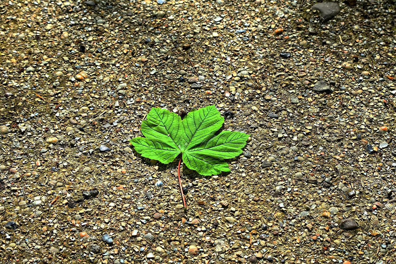 nature  leaf  foliage free photo