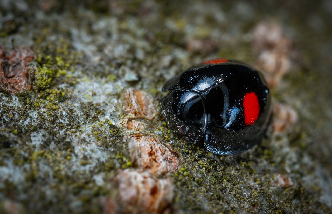 nature  bespozvonochnoe  outdoors free photo