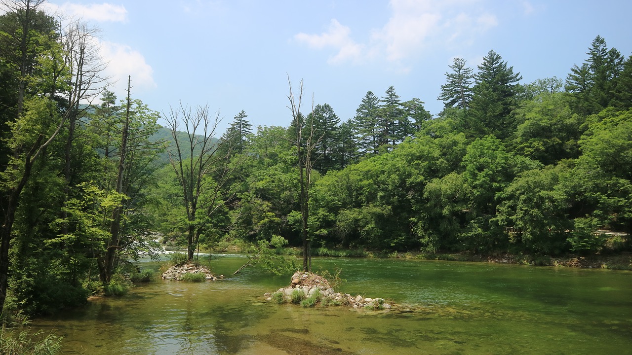 nature  wood  summer free photo