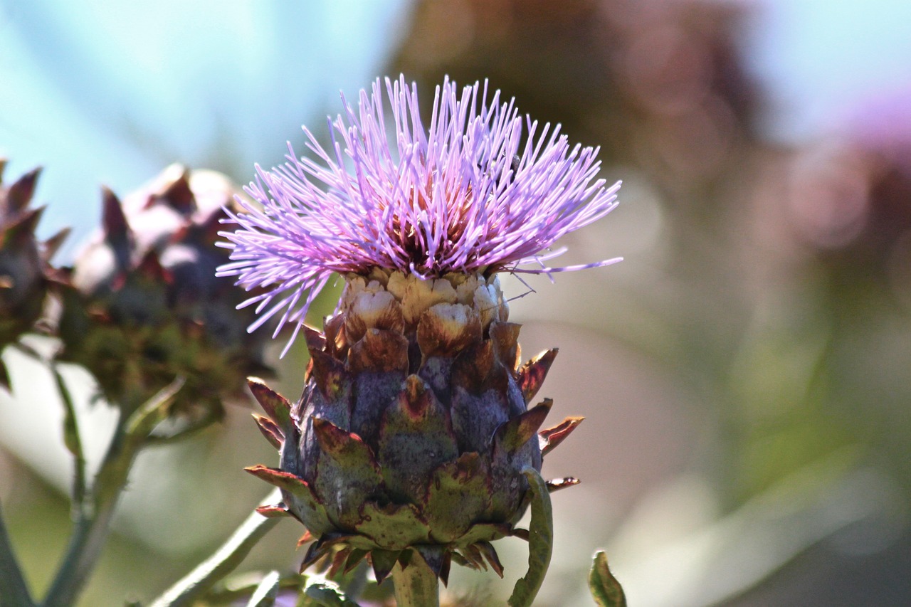 nature  flora  flower free photo