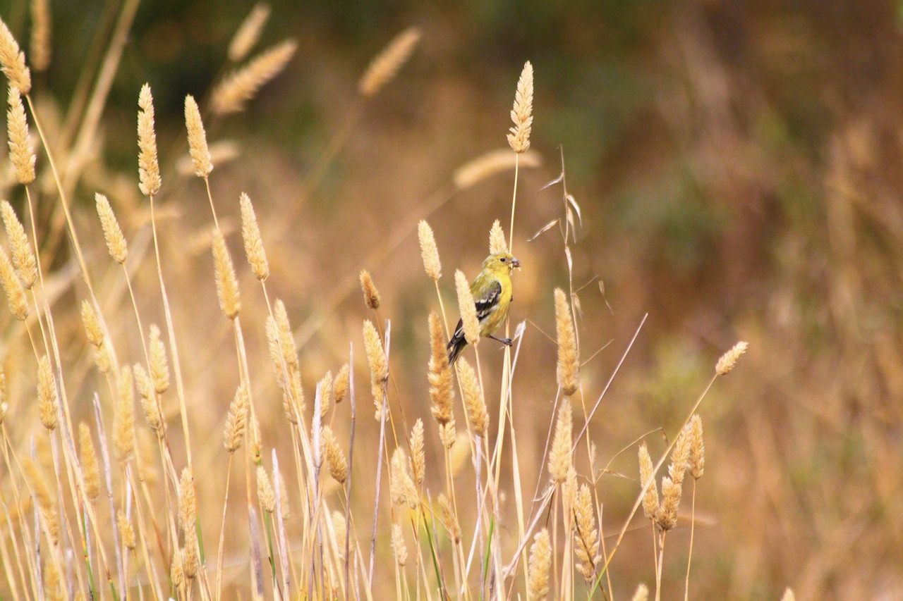 nature  grass  growth free photo