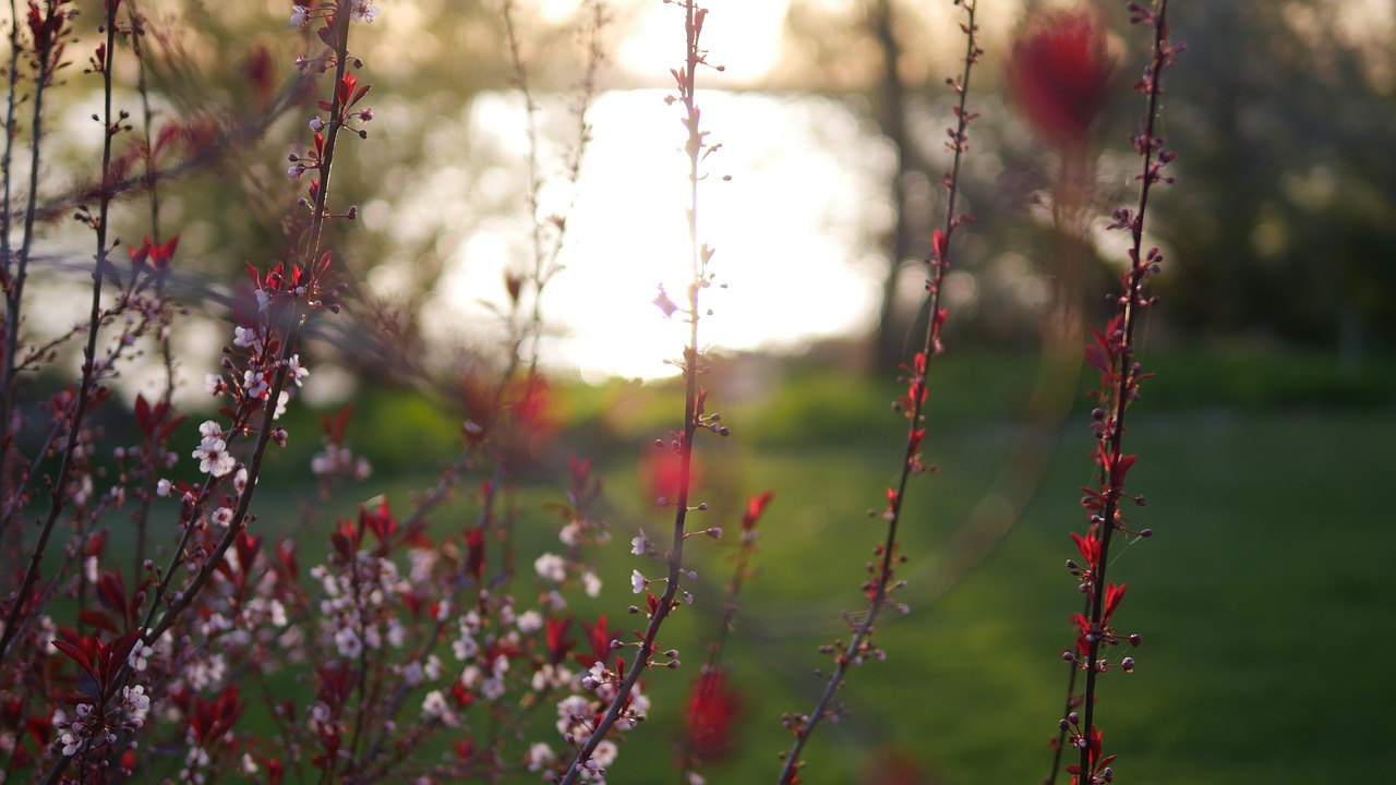 nature  flower  outdoors free photo