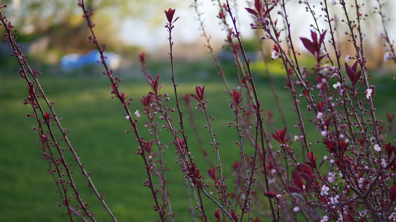 nature  flora  tree free photo