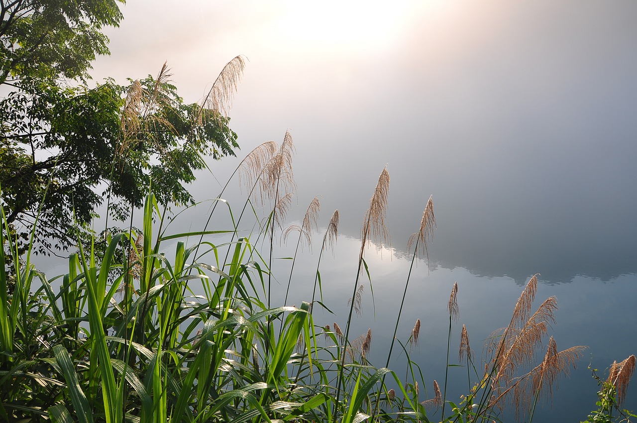 nature  sky  summer free photo