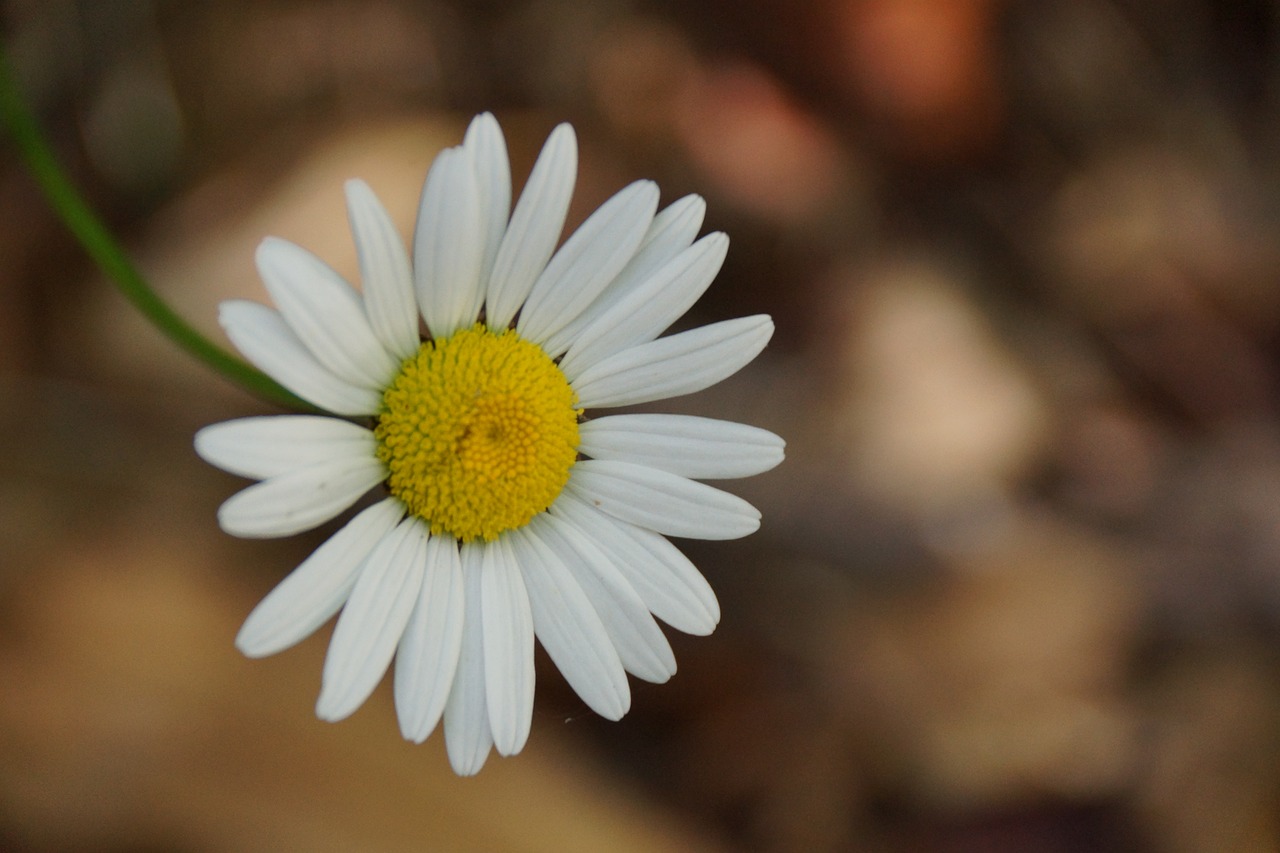 nature  flora  flower free photo