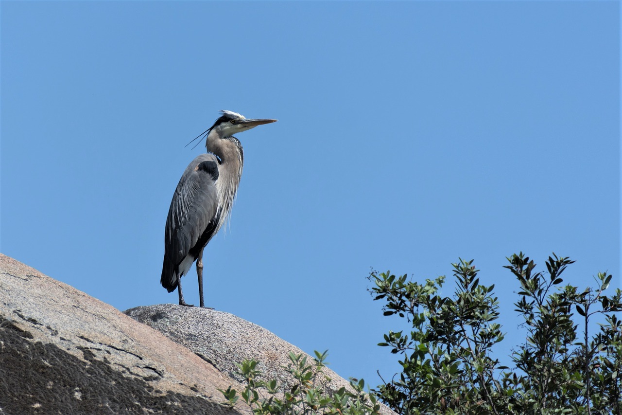 nature  bird  wildlife free photo