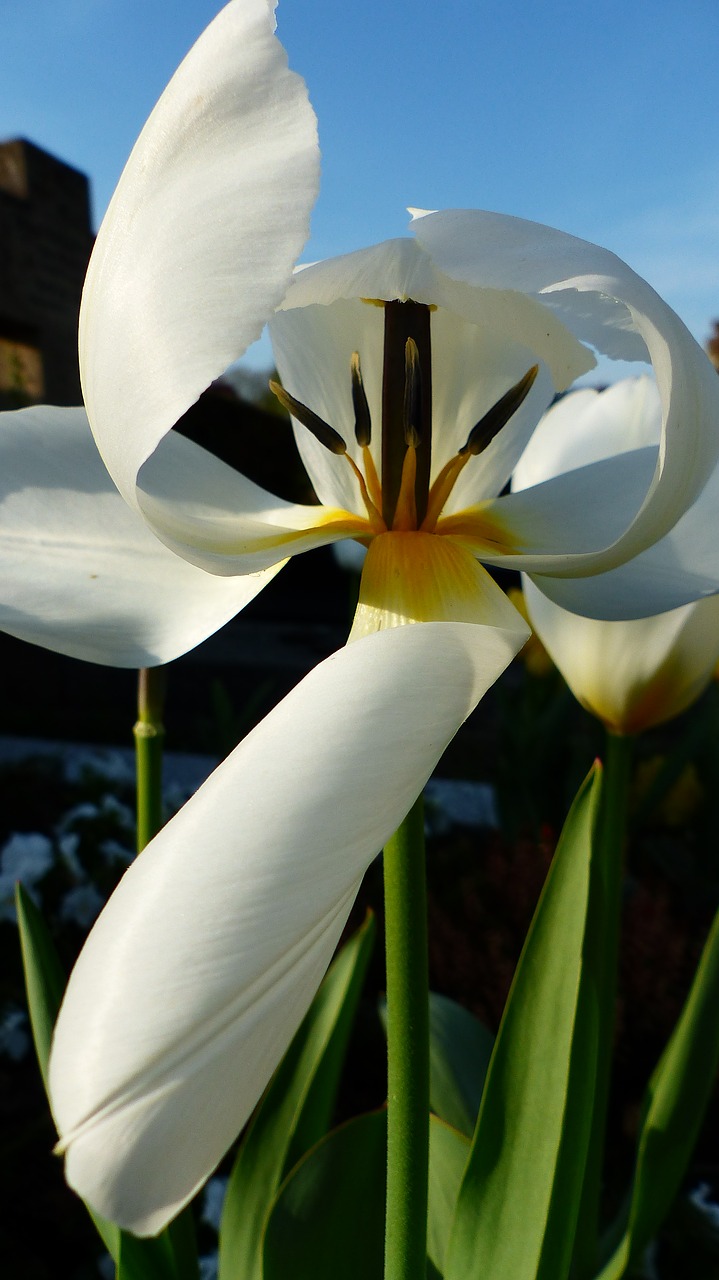 nature  flower  plant free photo