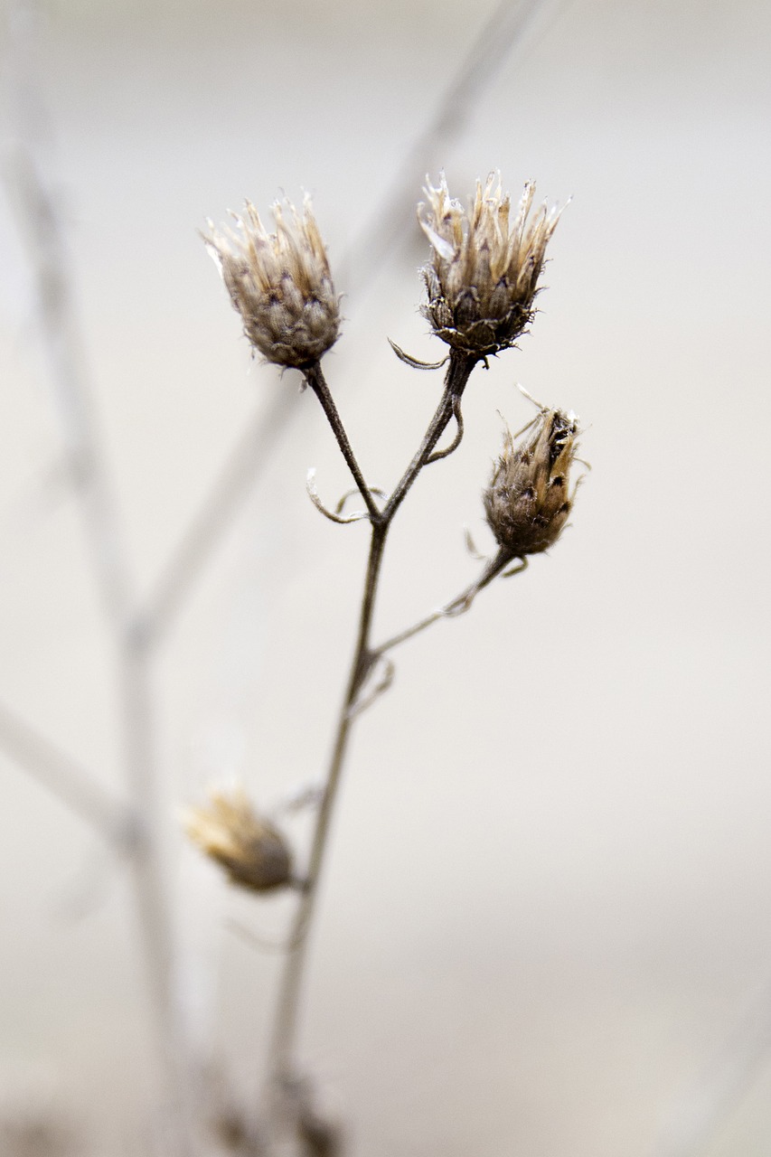 nature  flowers  plant free photo