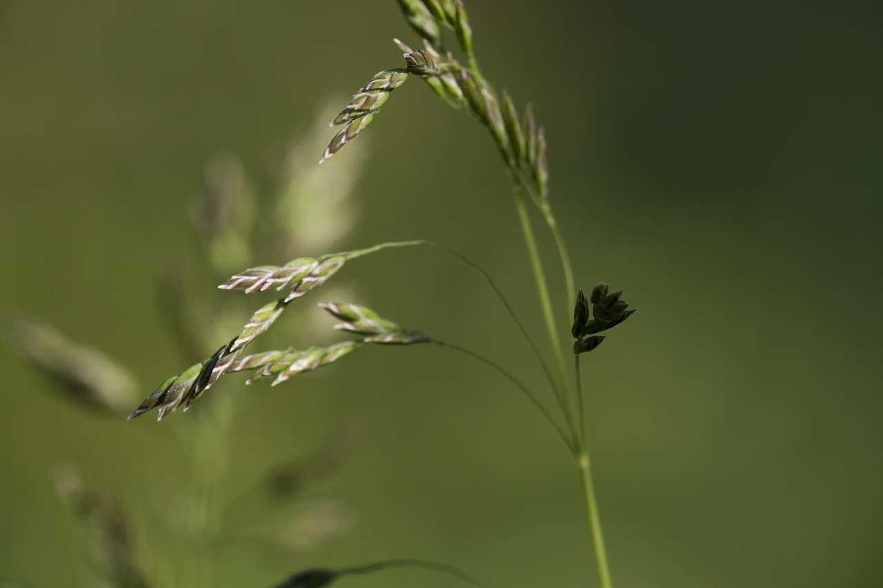 nature  outdoor  plant free photo