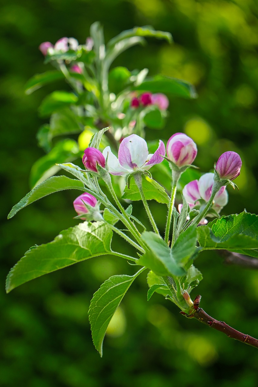 nature  plant  leaf free photo