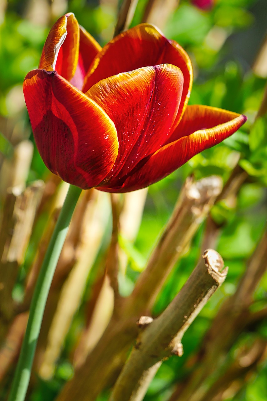 nature  plant  flower free photo