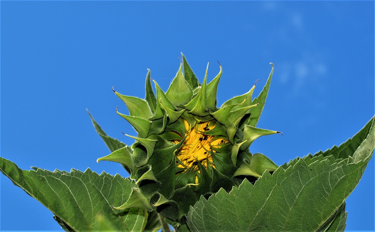 nature  leaf  flora free photo