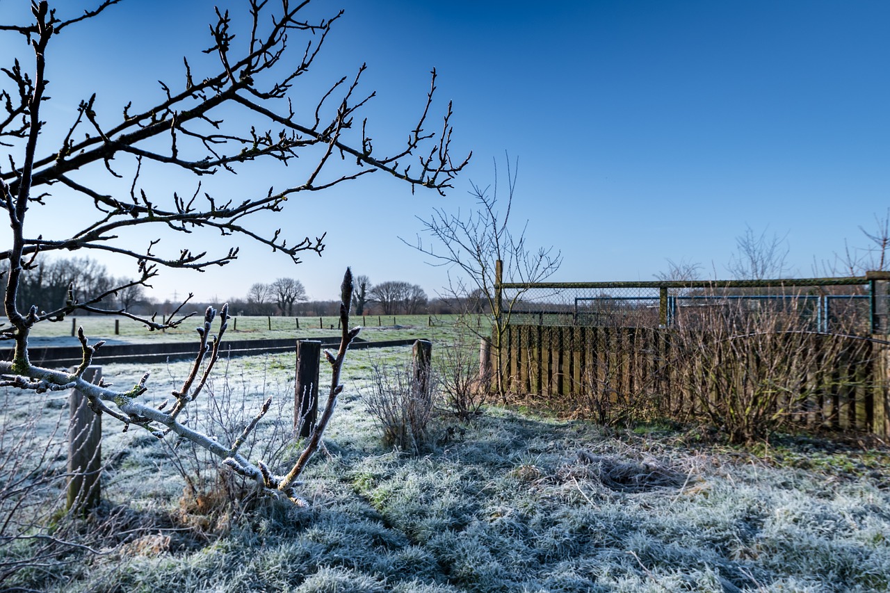 nature  tree  fence free photo