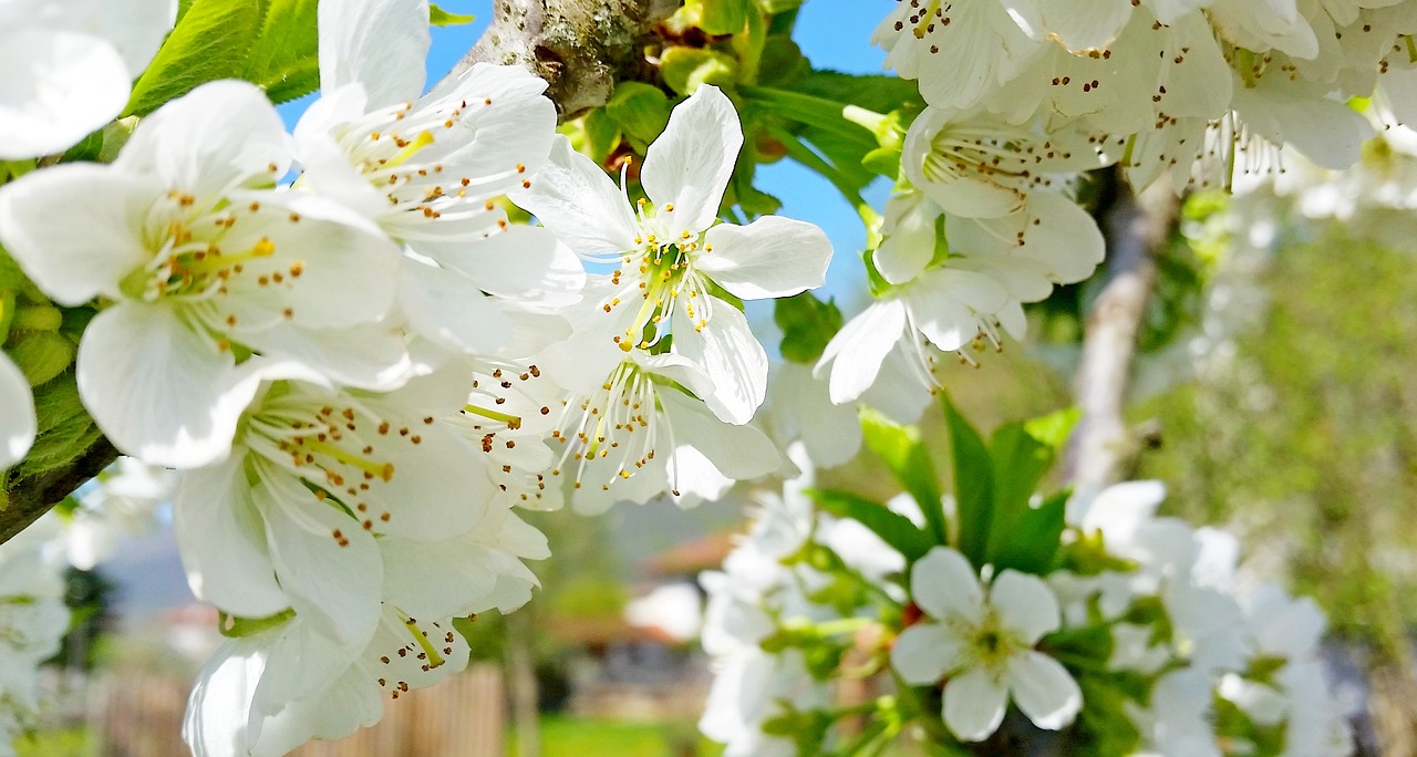 nature  flower  plant free photo