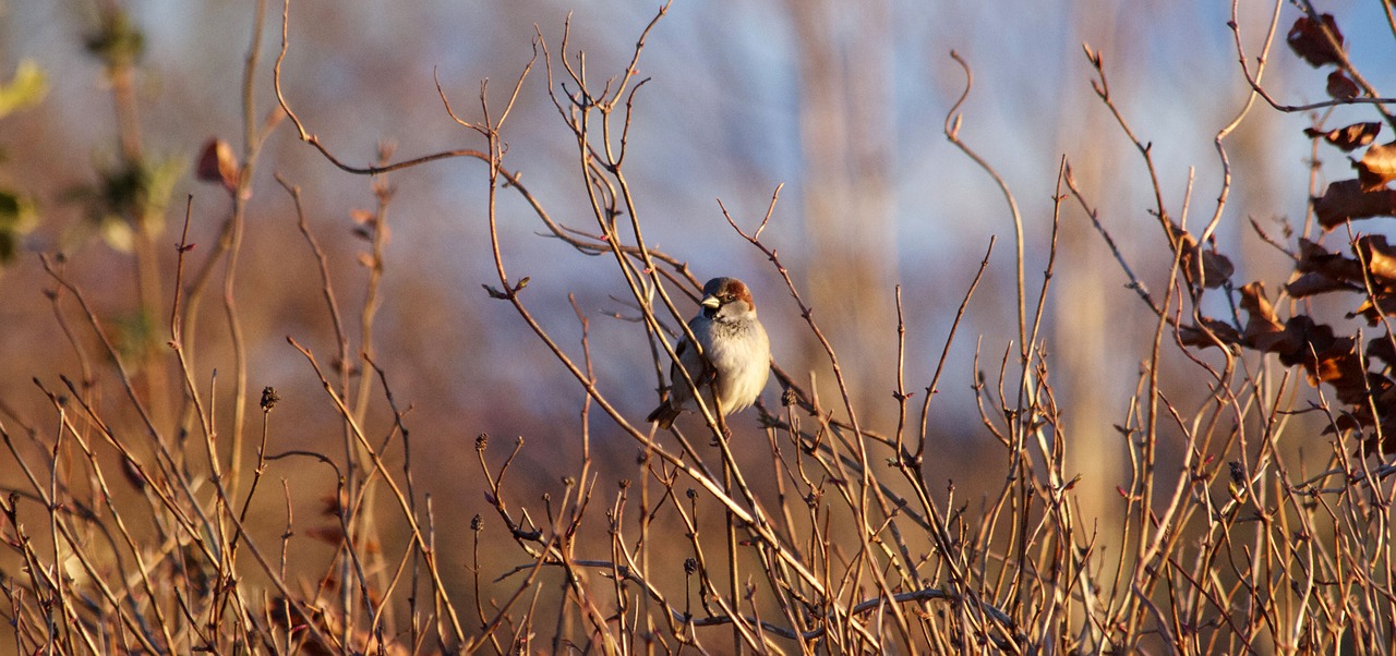 nature  outdoors  bird free photo