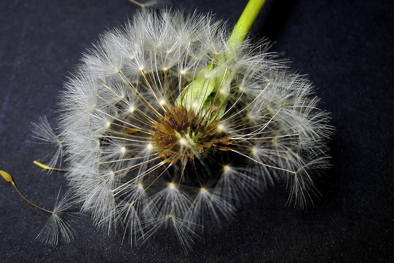 nature  dandelion  plant free photo