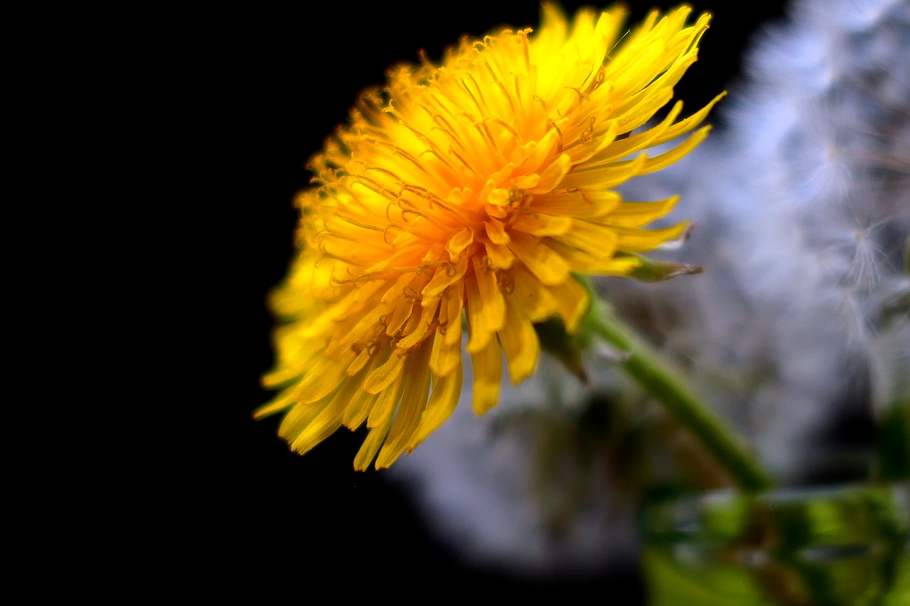 nature  flower  plant free photo