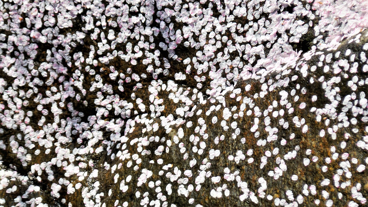 nature  cherry blossom  fallen shoes free photo