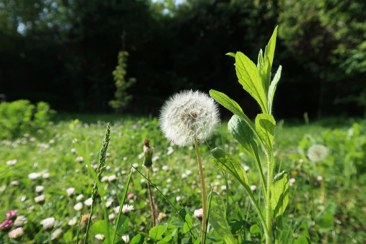 nature  flower  plant free photo