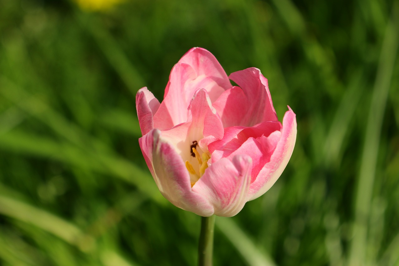 nature  flower  plant free photo