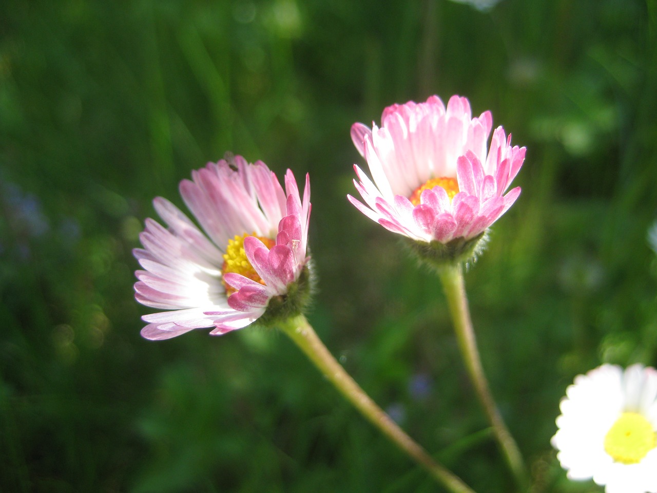 nature  flower  plant free photo