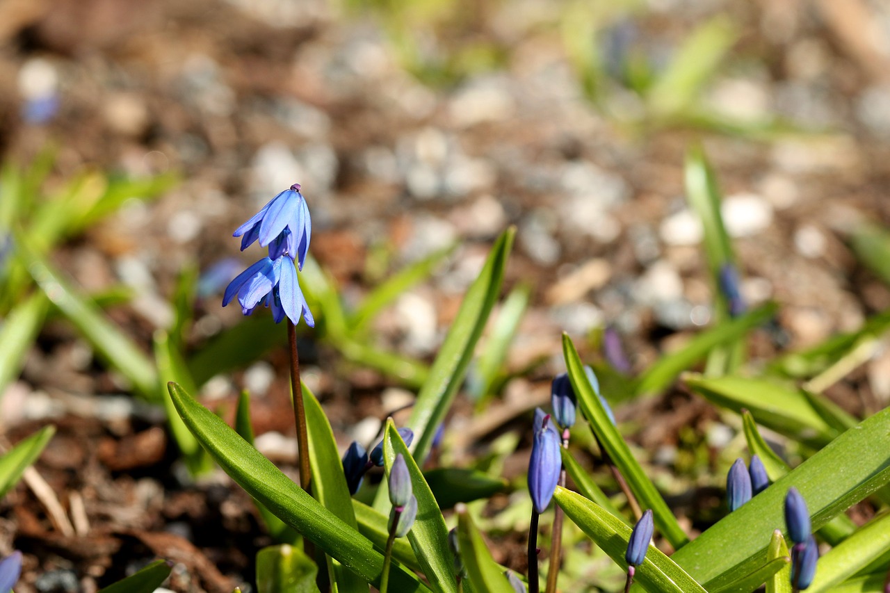 nature  flora  season free photo