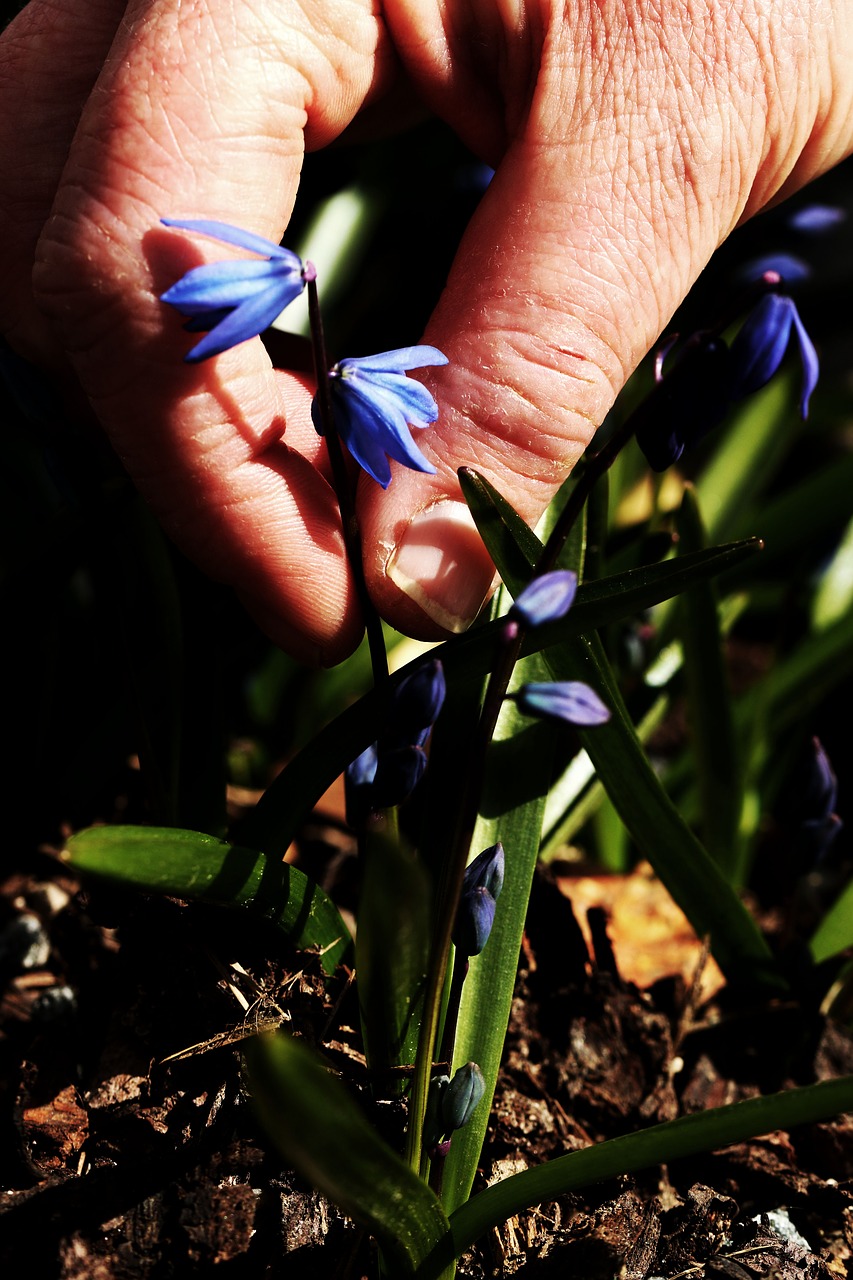 nature  outdoors  flower free photo