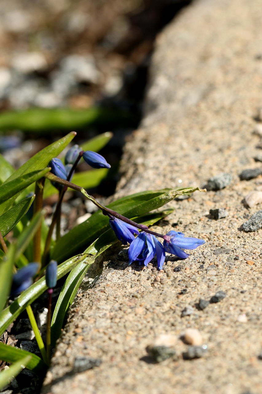 nature  outdoors  flora free photo