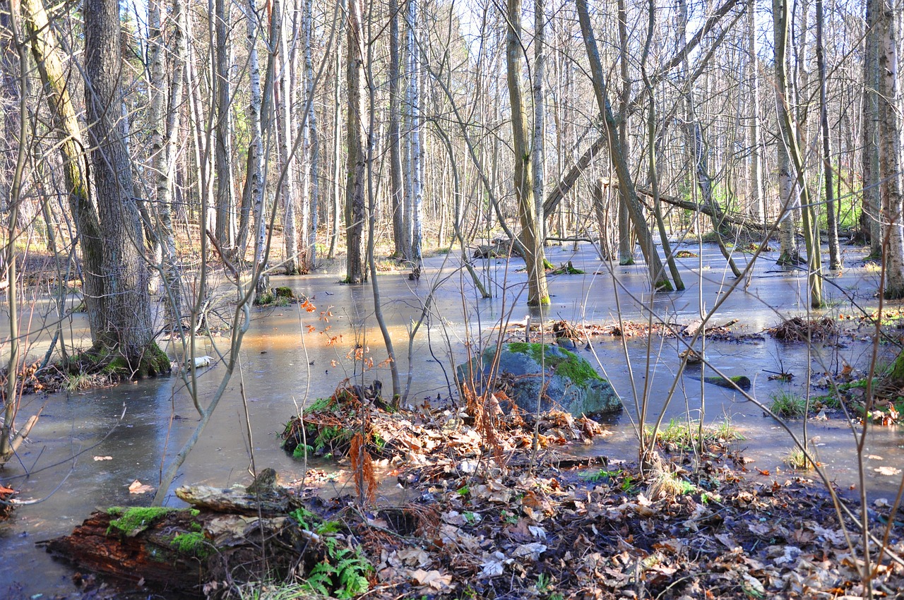 nature  body of water  wood-fibre boards free photo