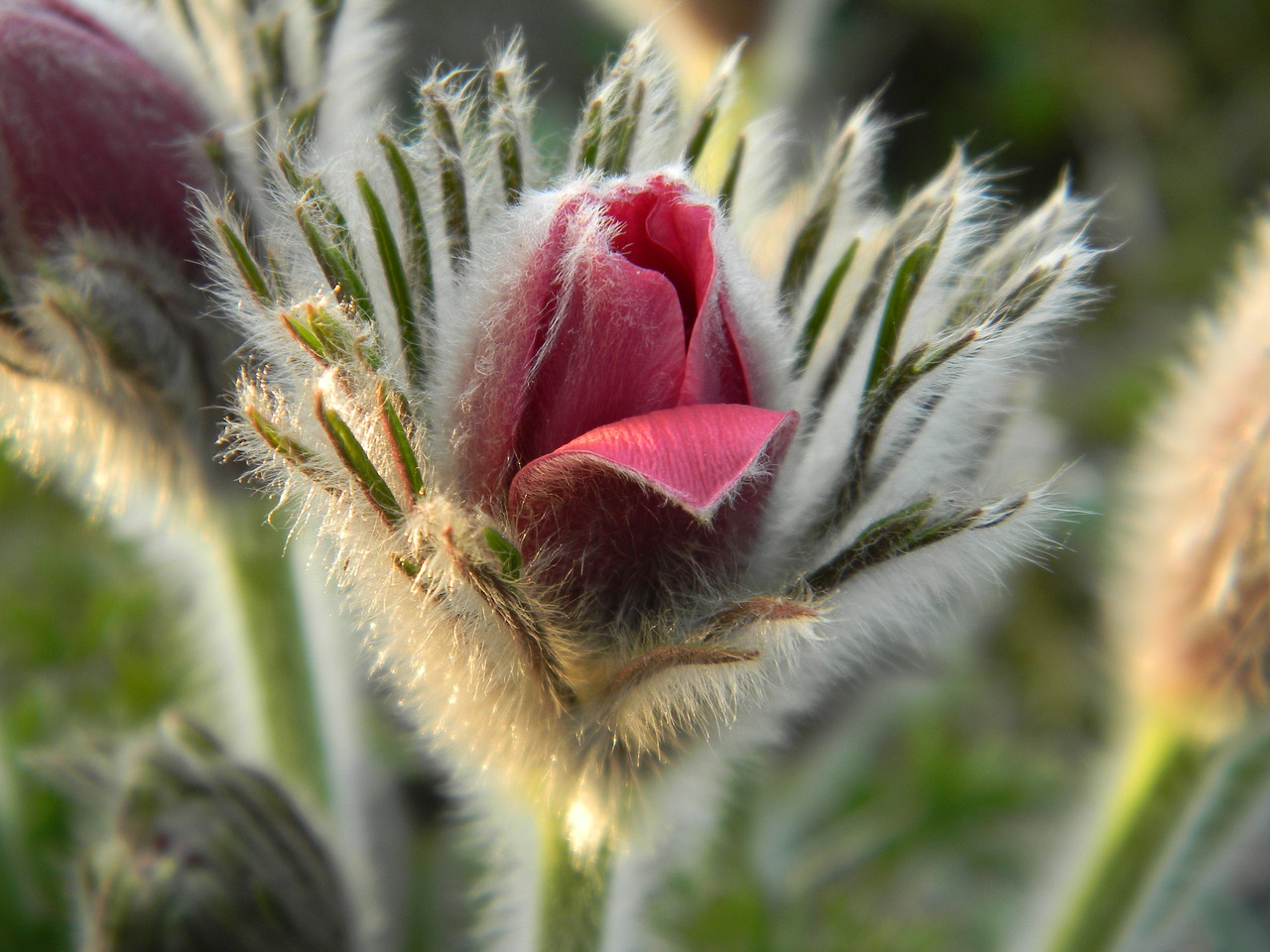 nature  flower  plant free photo