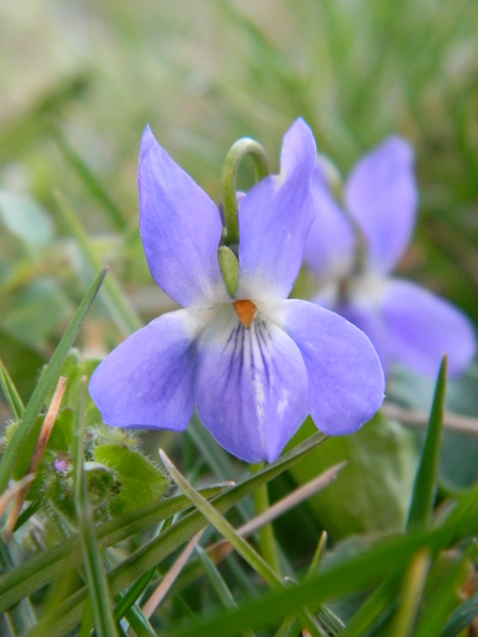 nature  garden  violet free photo