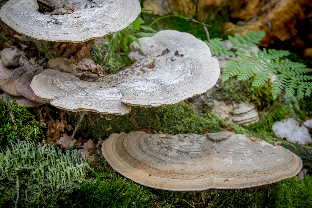 nature  wood  mushroom free photo
