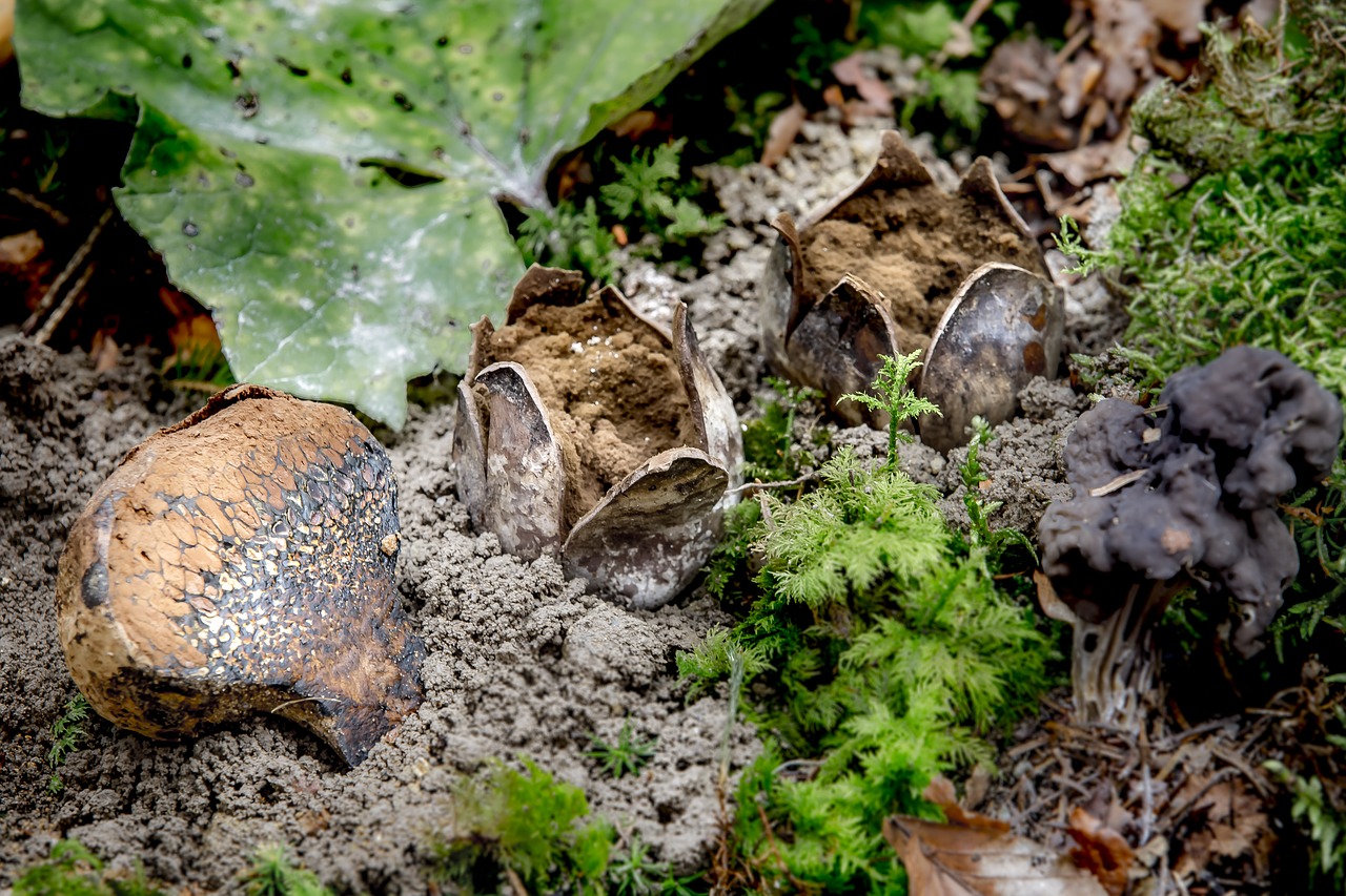 nature  food  mushroom free photo