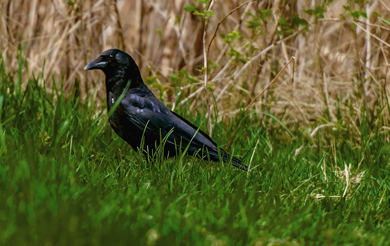 nature  bird  animal world free photo