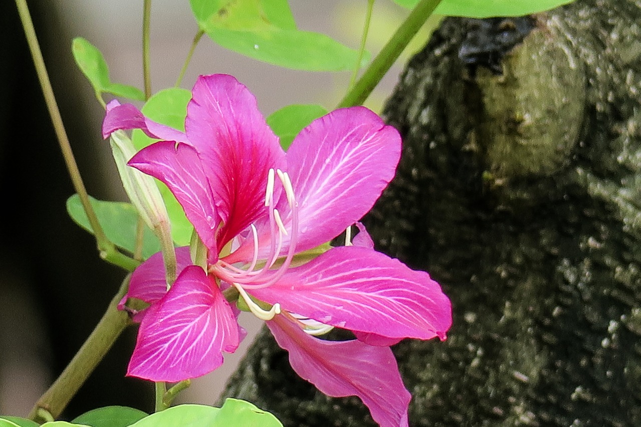 nature  flower  plant free photo