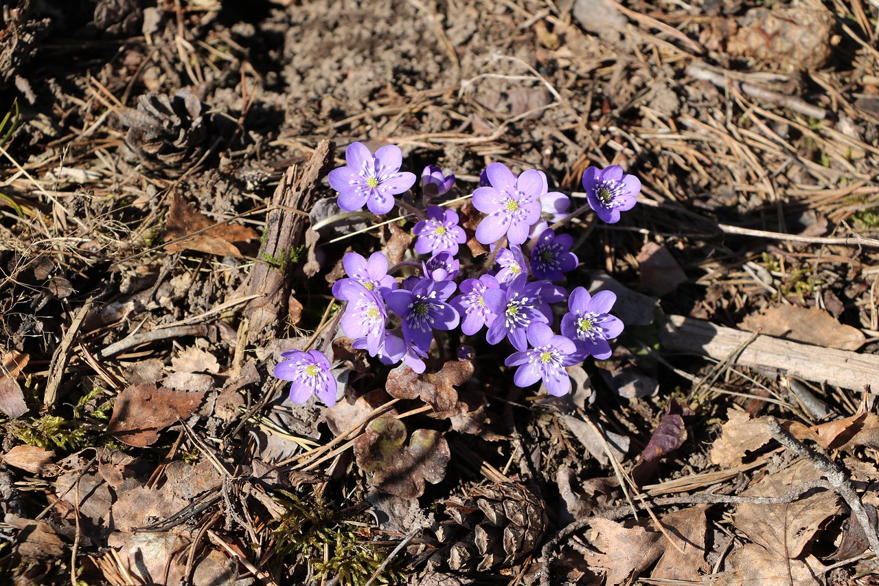 nature  plant  outdoors free photo