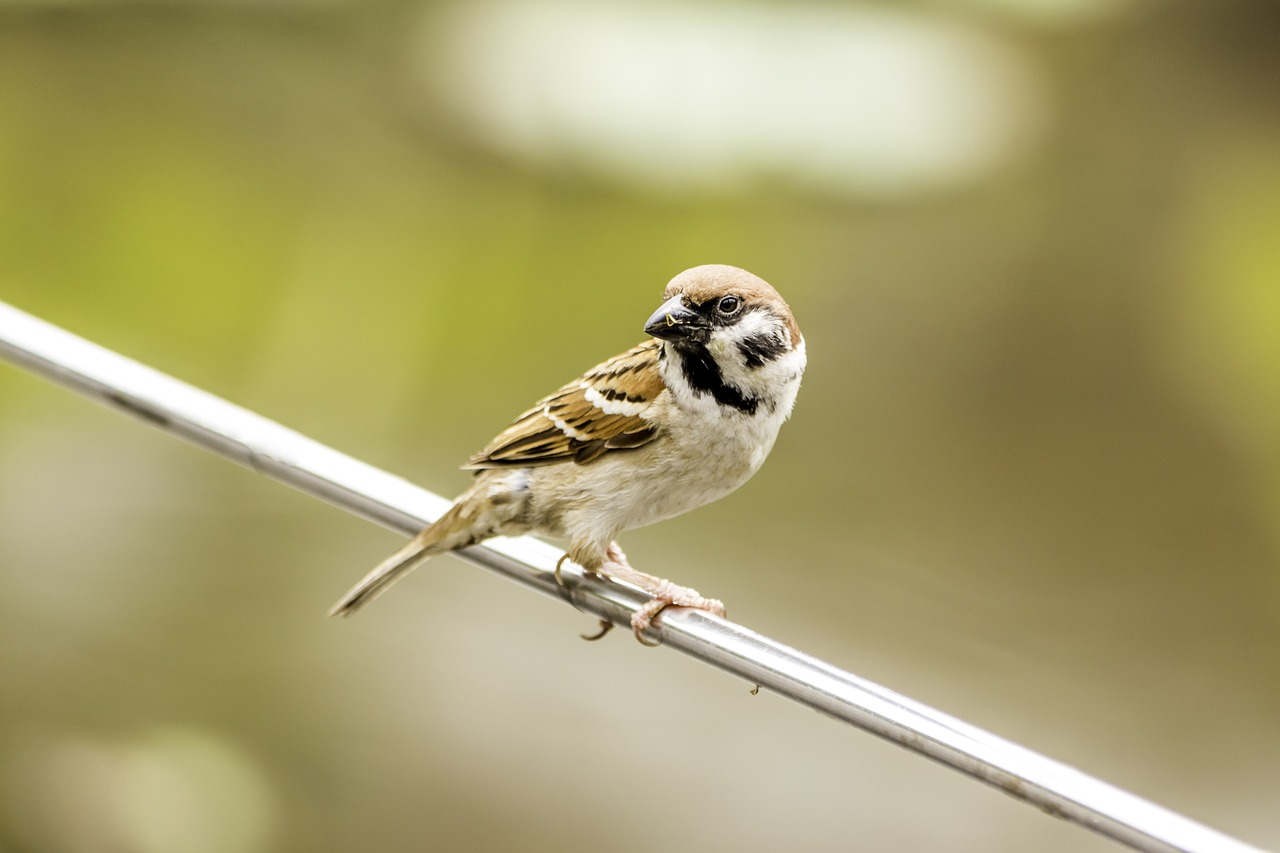 nature  bird  little free photo