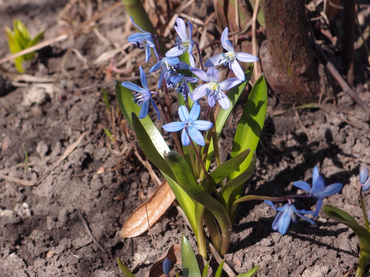 nature  plant  flower free photo