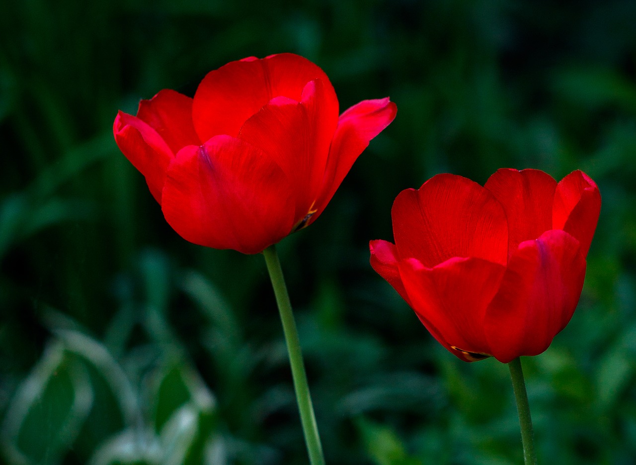 nature  flower  plant free photo