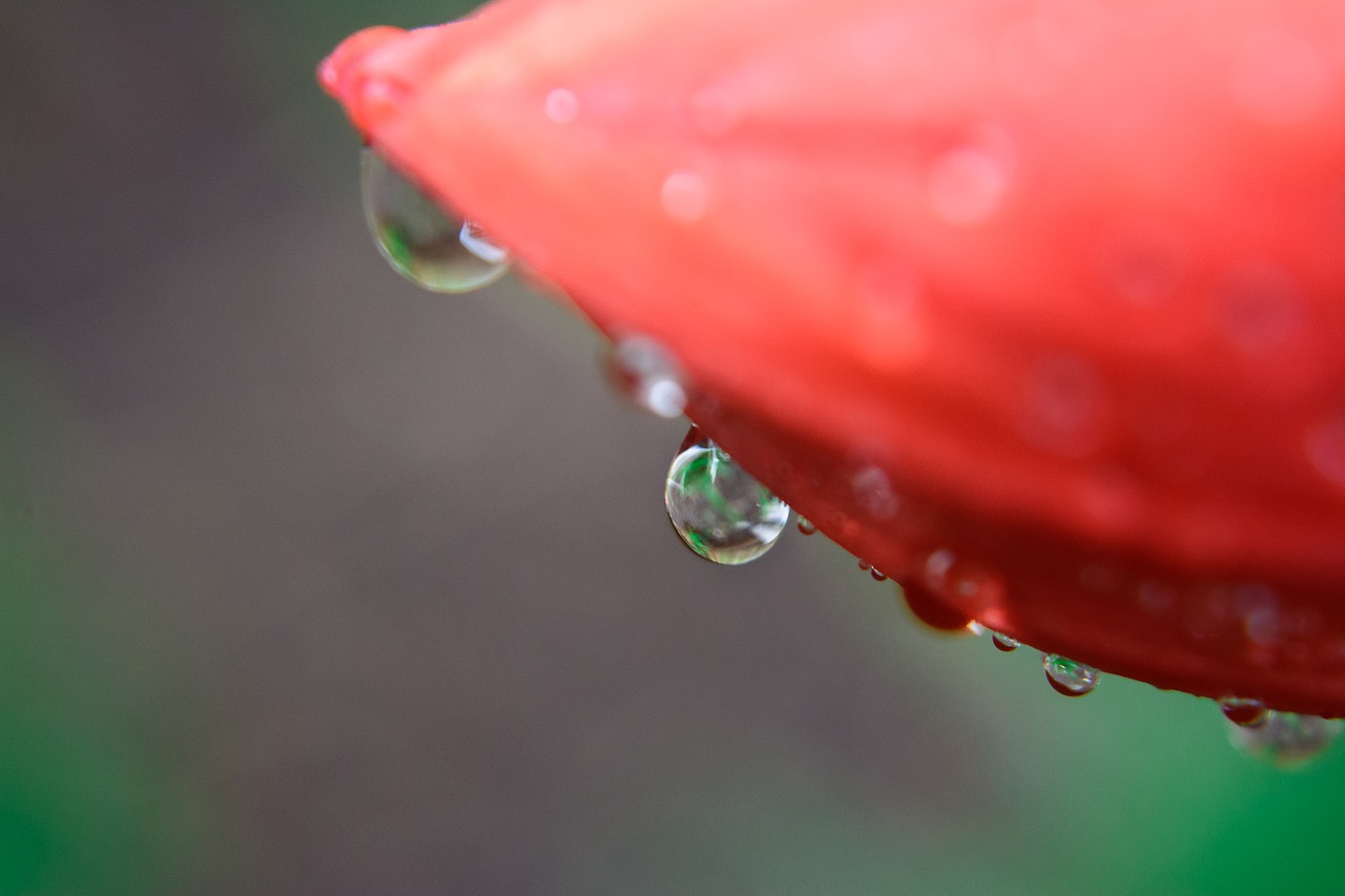 nature  macro  dew free photo