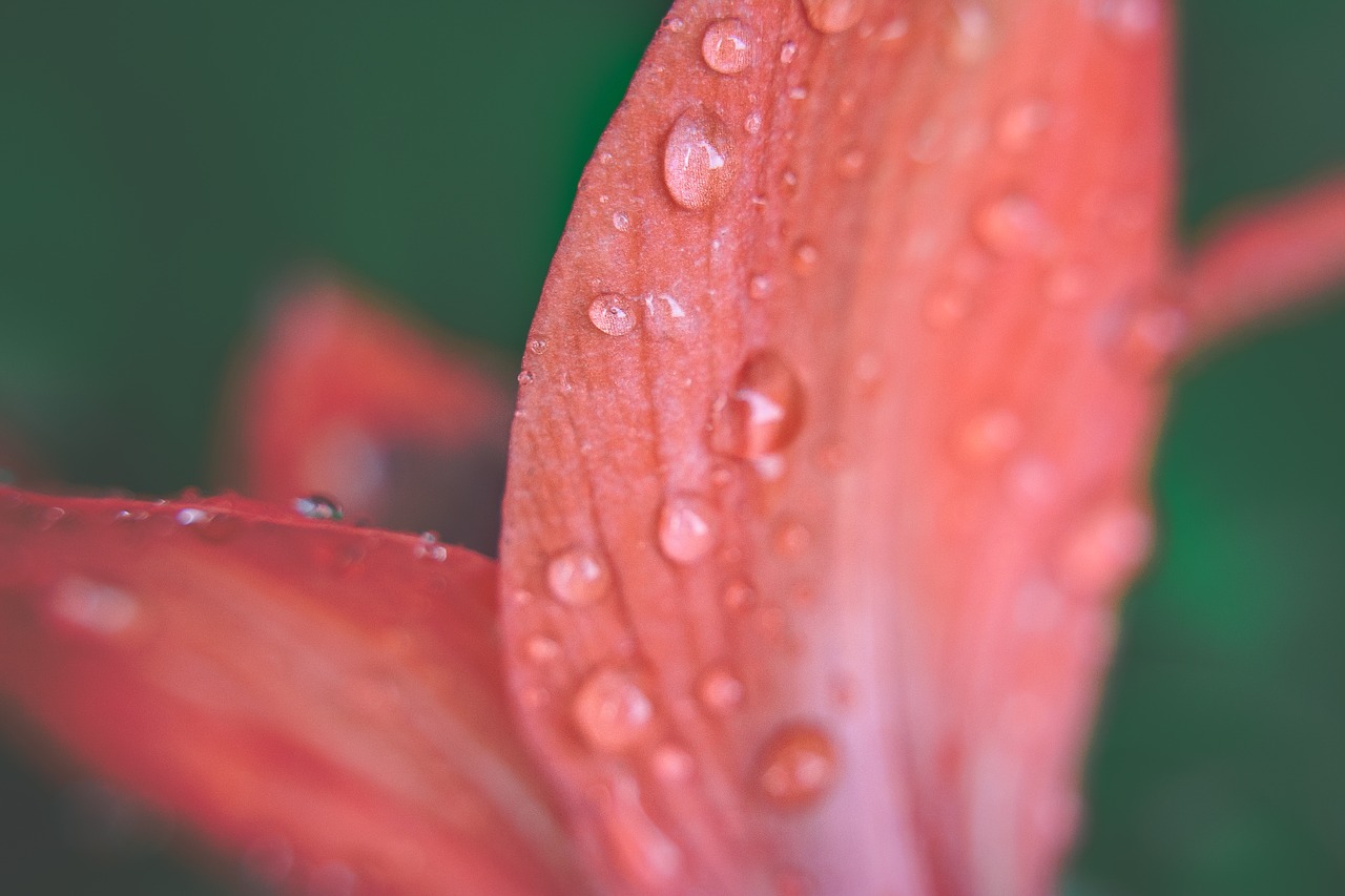 nature  macro  dew free photo