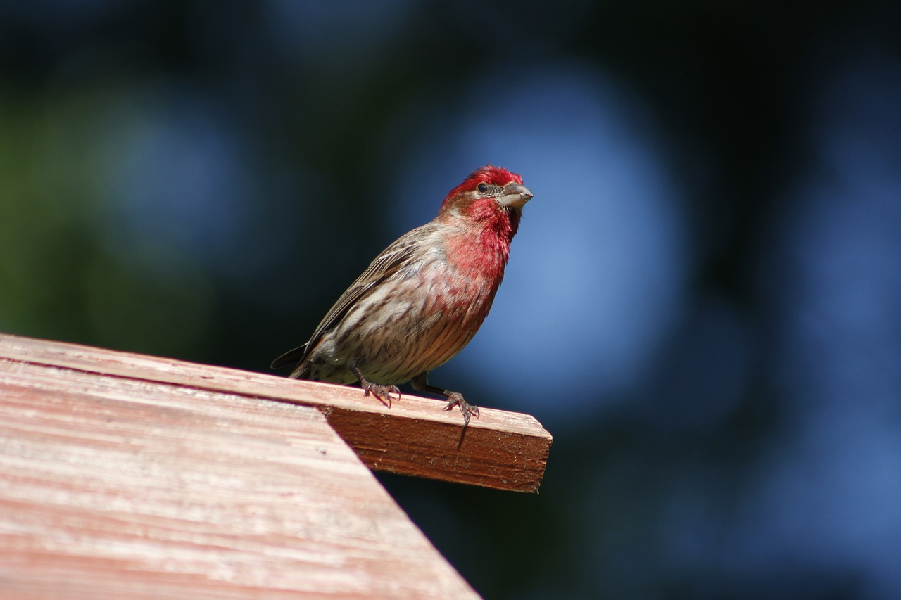 nature  bird  outdoors free photo