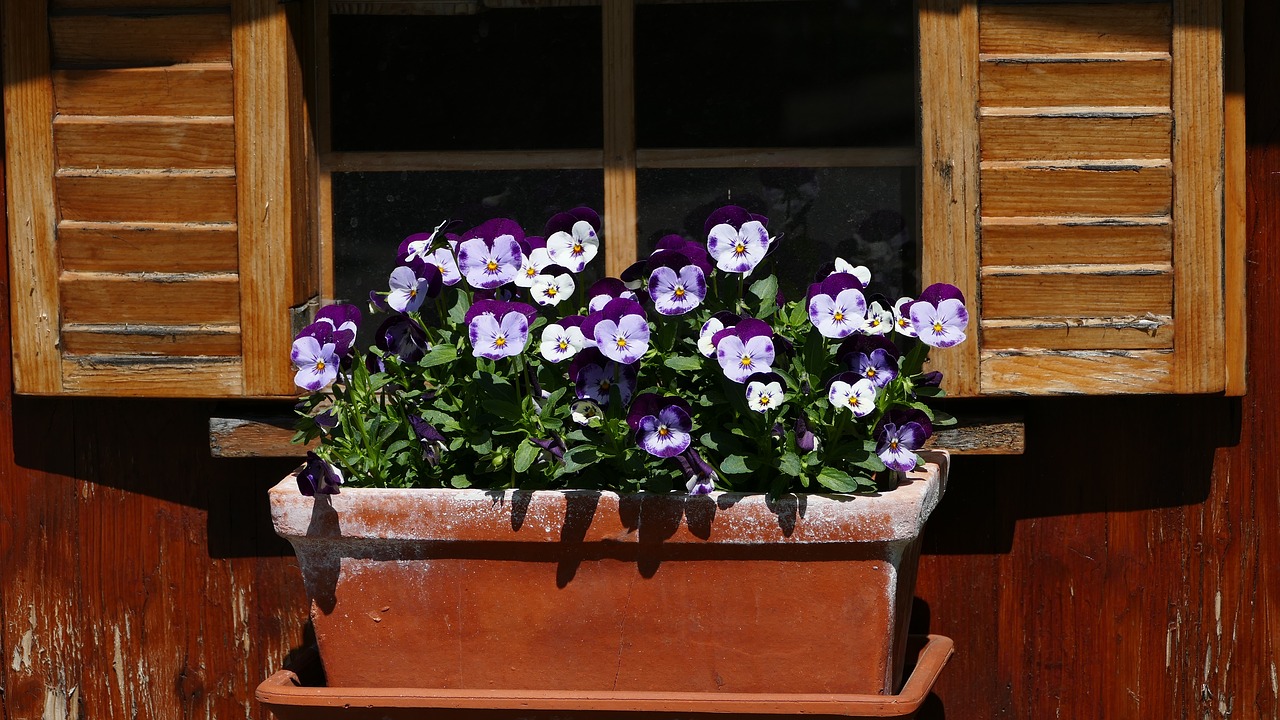 nature  flowers  window free photo