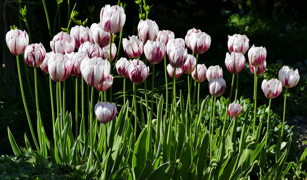 nature  garden  flowers free photo