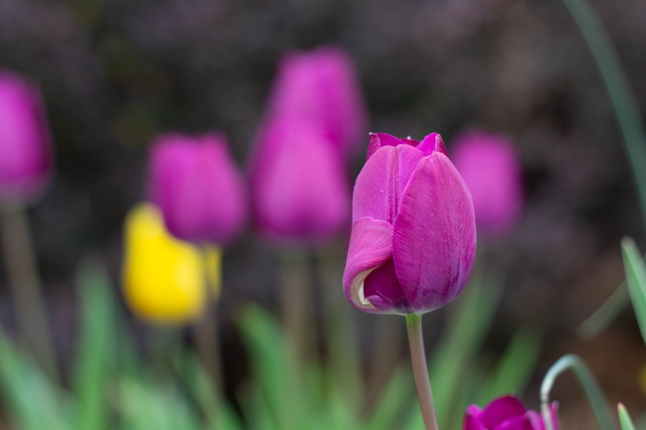 nature  flower  flora free photo