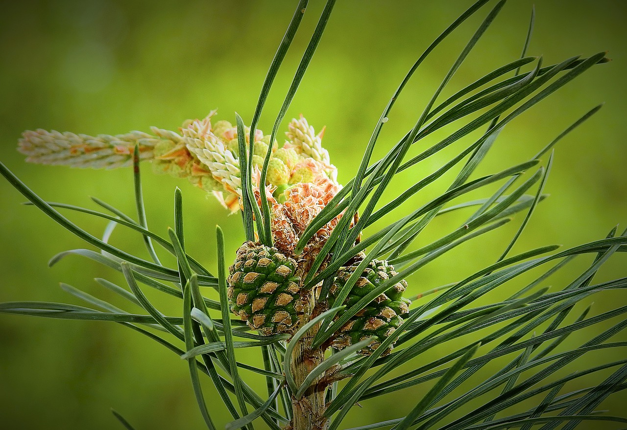 nature  plant  young pine cones free photo