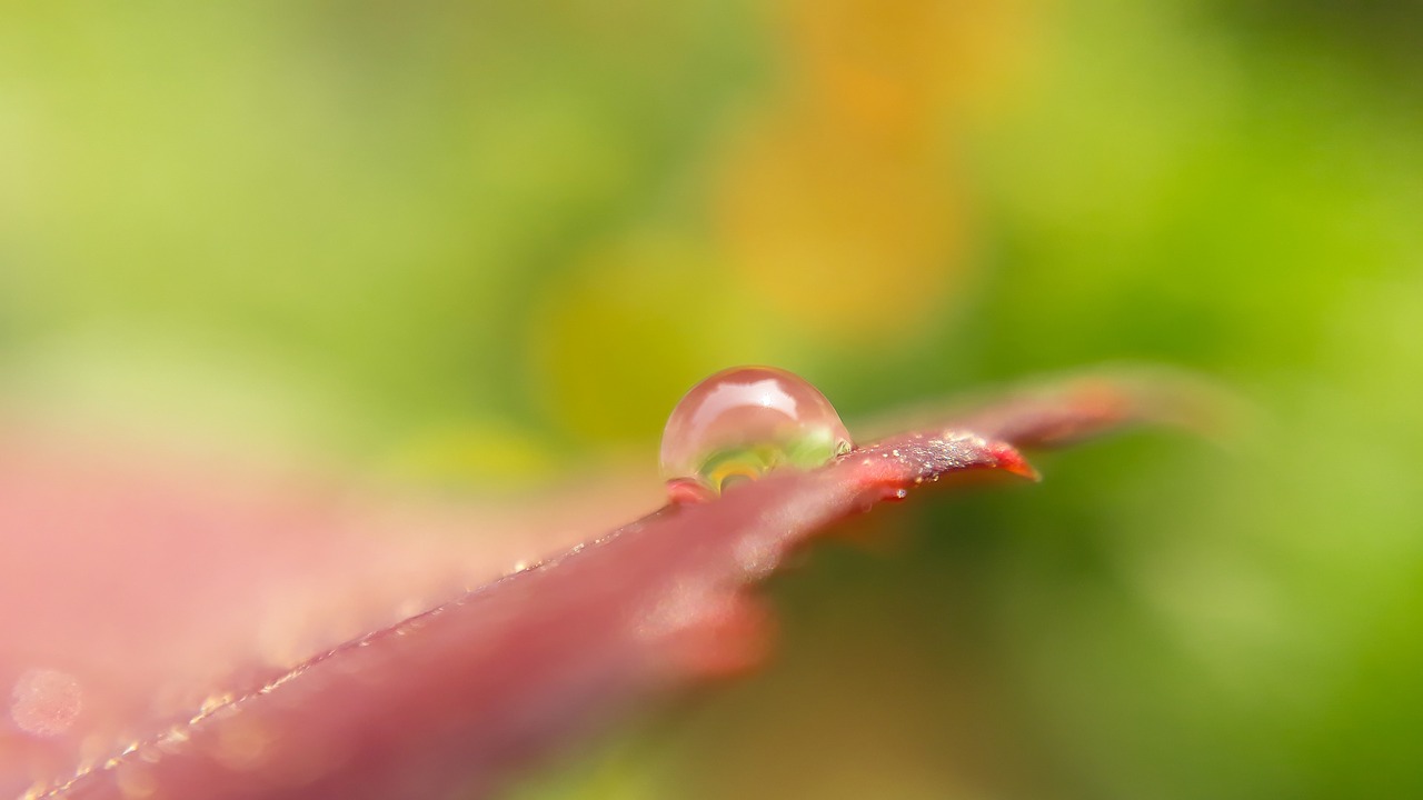 nature  leaf  rain free photo