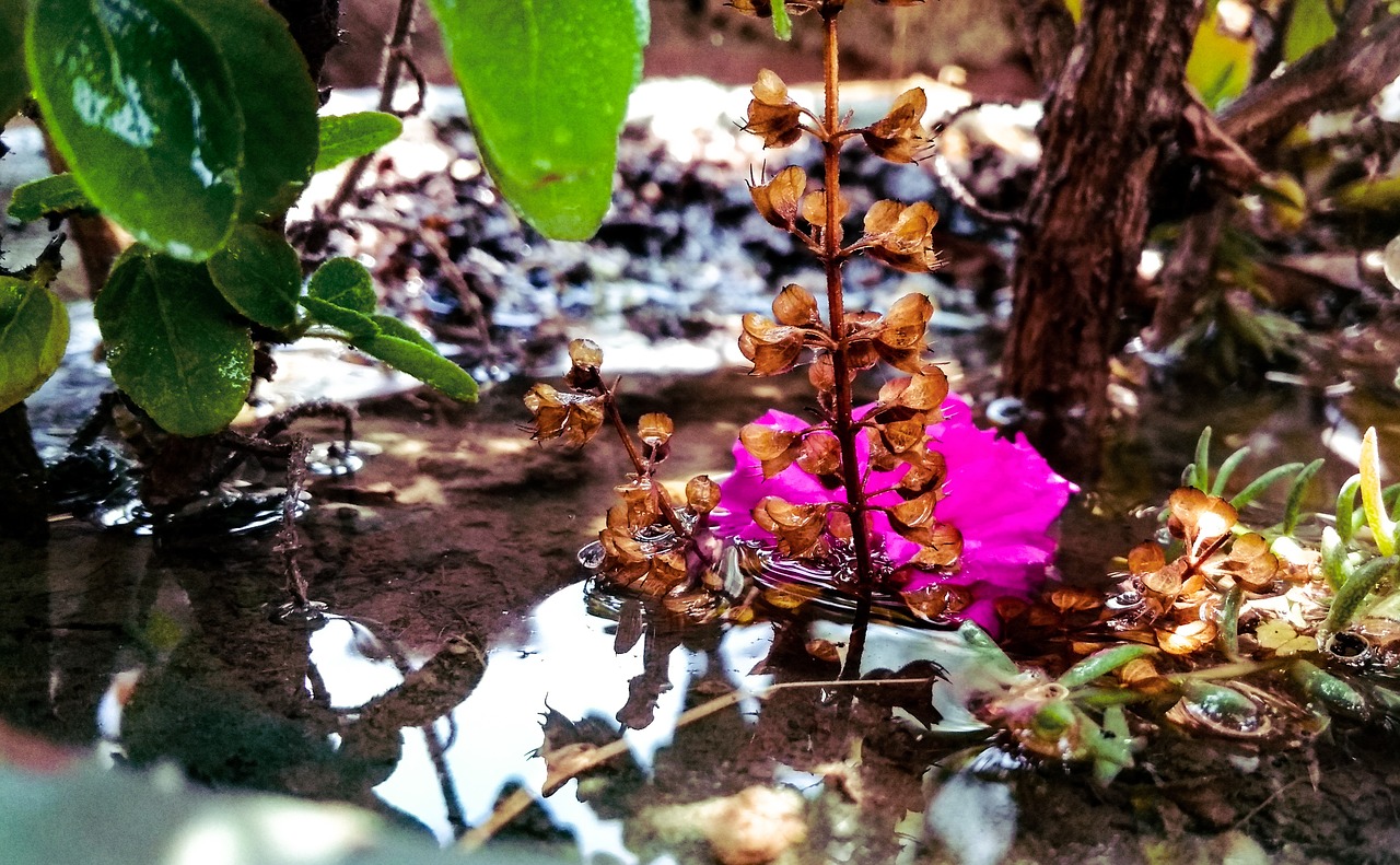 nature  leaf  flora free photo